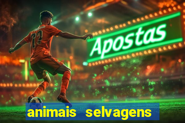 animais selvagens fotos e nomes